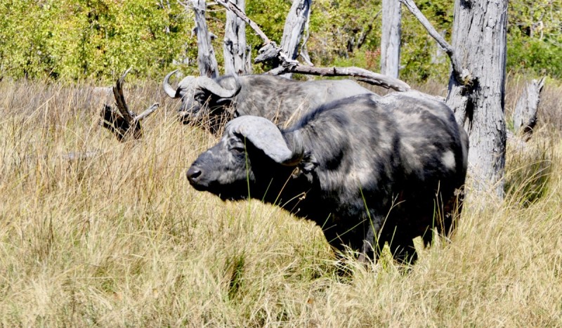 Buffalo, commonly seen