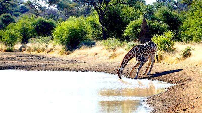 Giraffe at the Waterhole