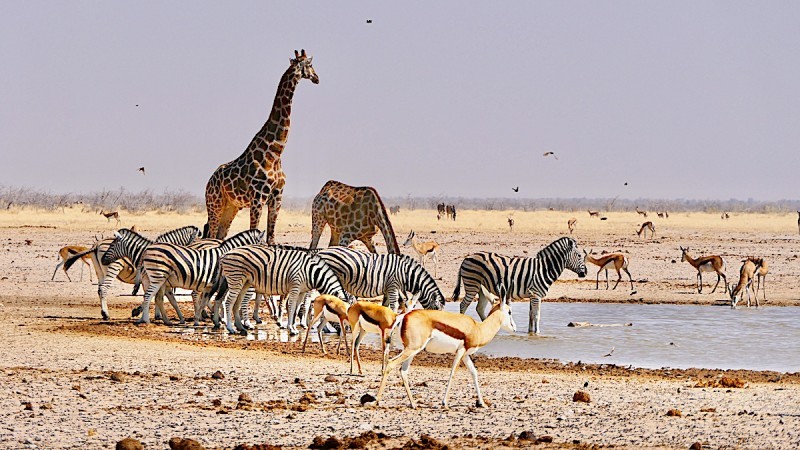 Mixed species at the Waterhole