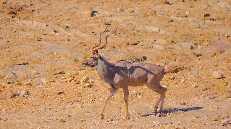 Large Kudu Bull