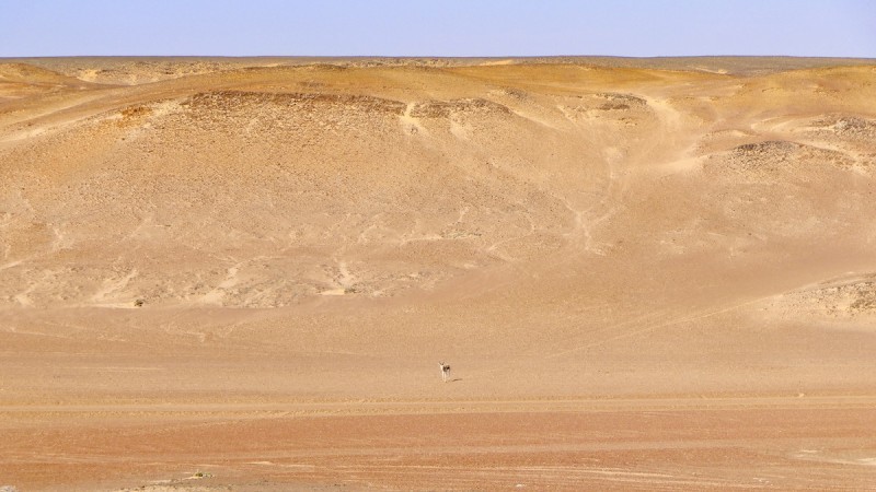 Lonely springbok on the vast desert plains