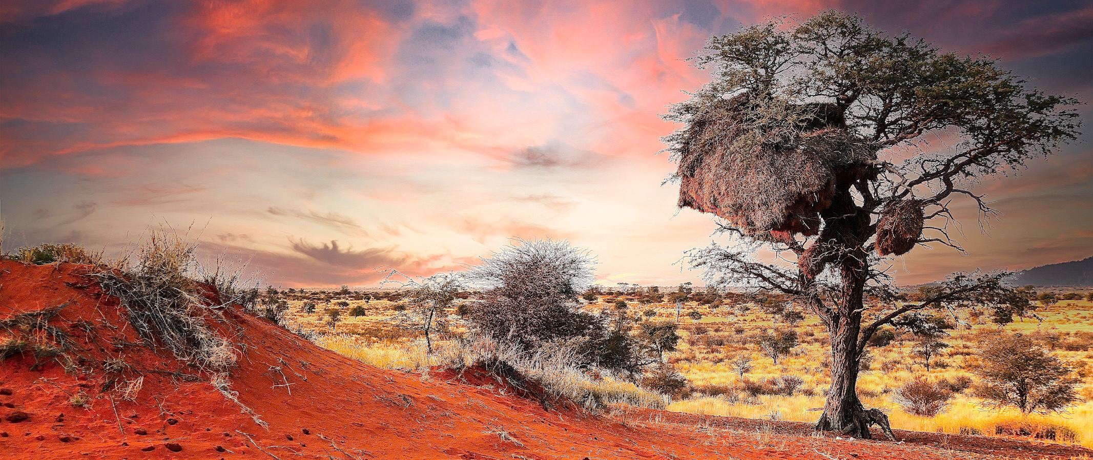 Kalahari Red Dune Landscapes