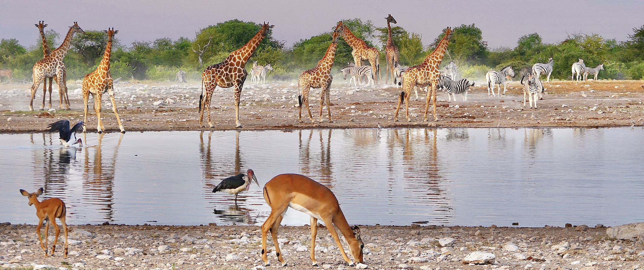Etosha waterhole 