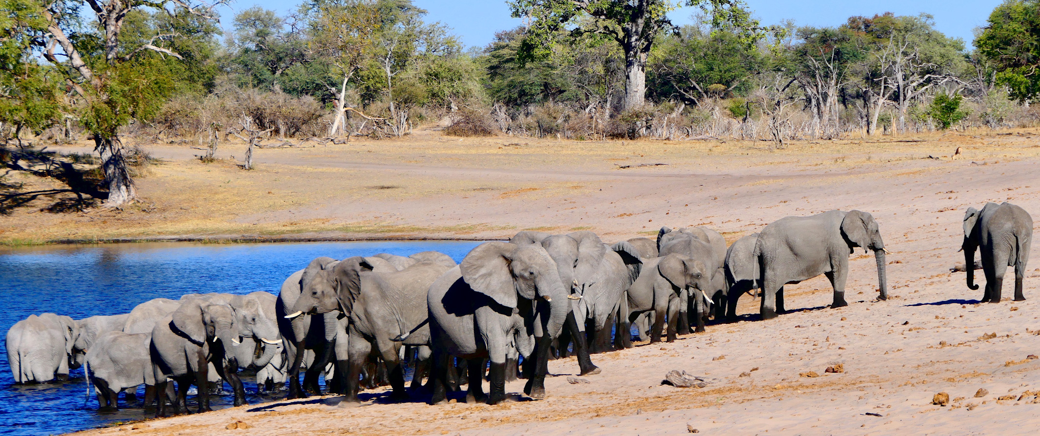 Elephant Herd at The Kwando River