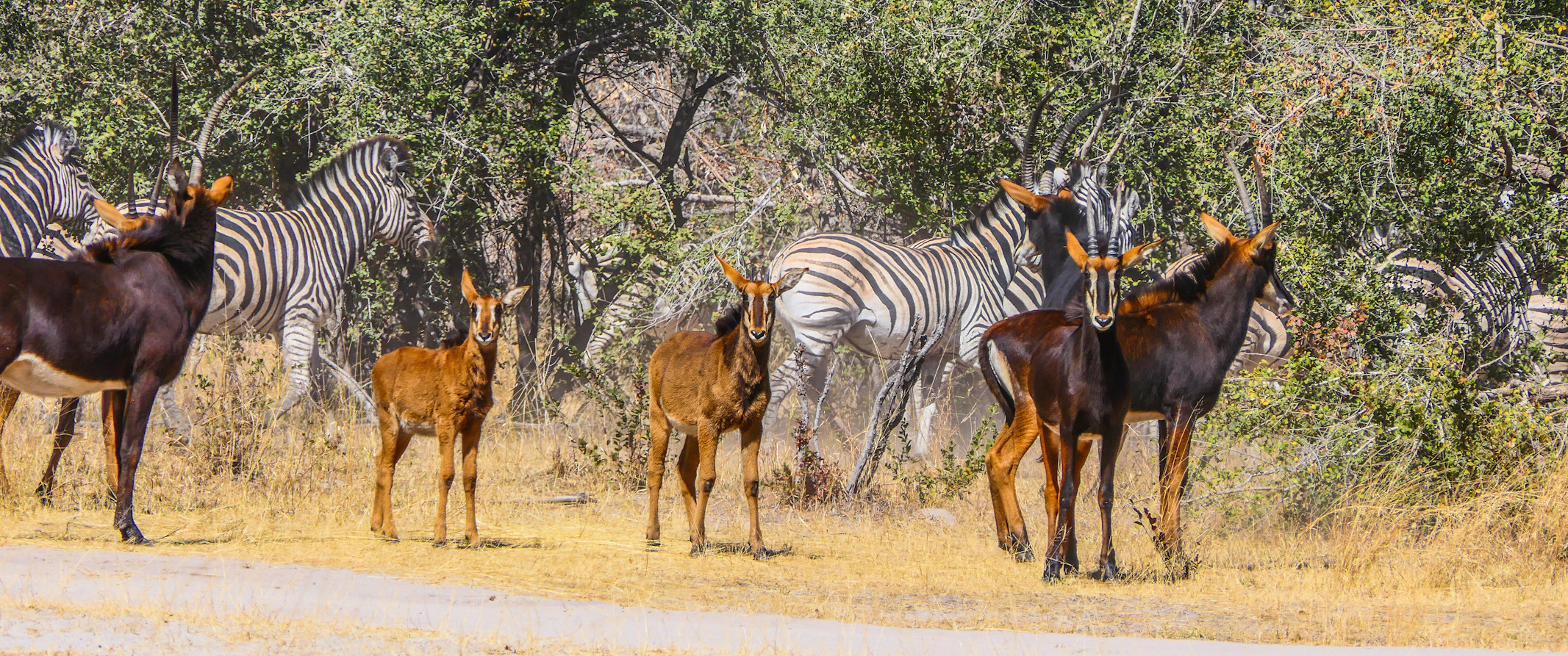 Sable and Zebra in the Wetlands