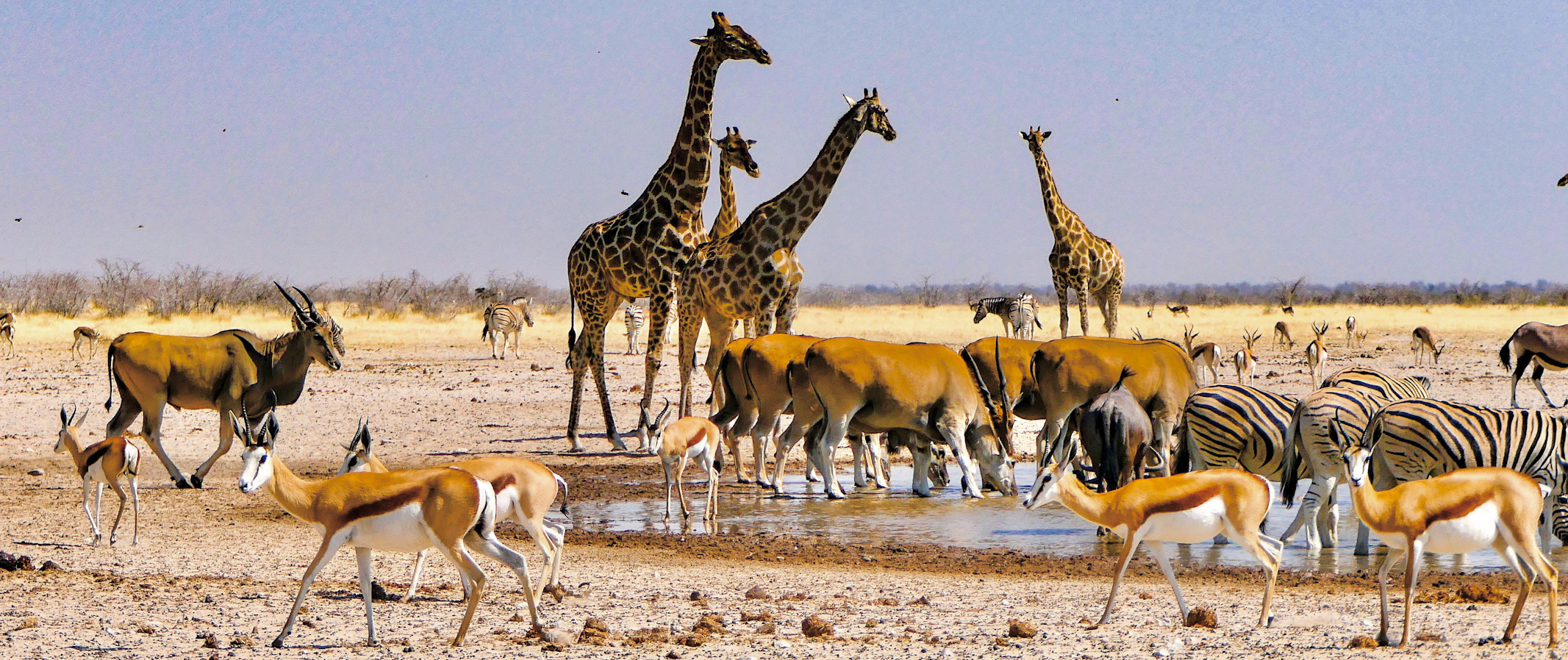 Etosha waterhole famous for mixed wildlife