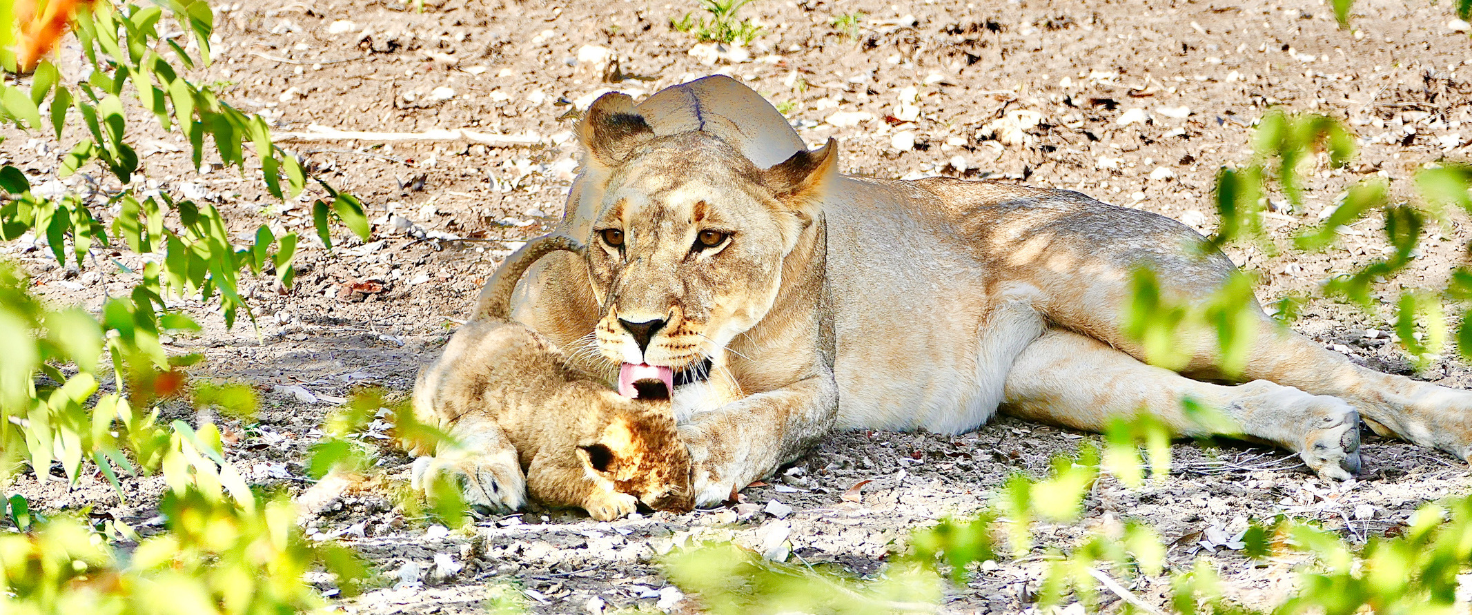 Caring Lioness