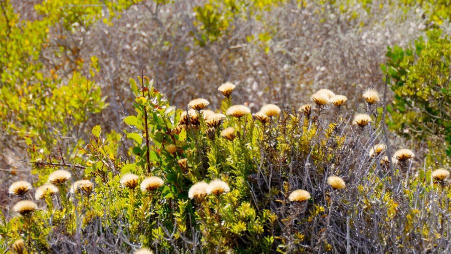 West Coast National Park National Park (with in Peninsula