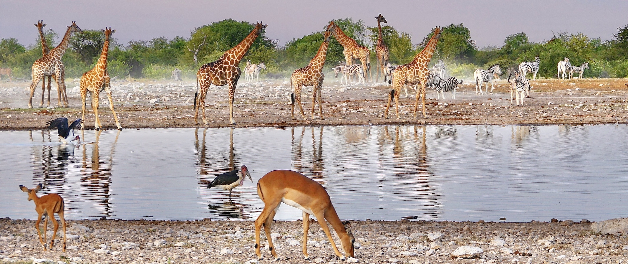 Etosha waterhole 