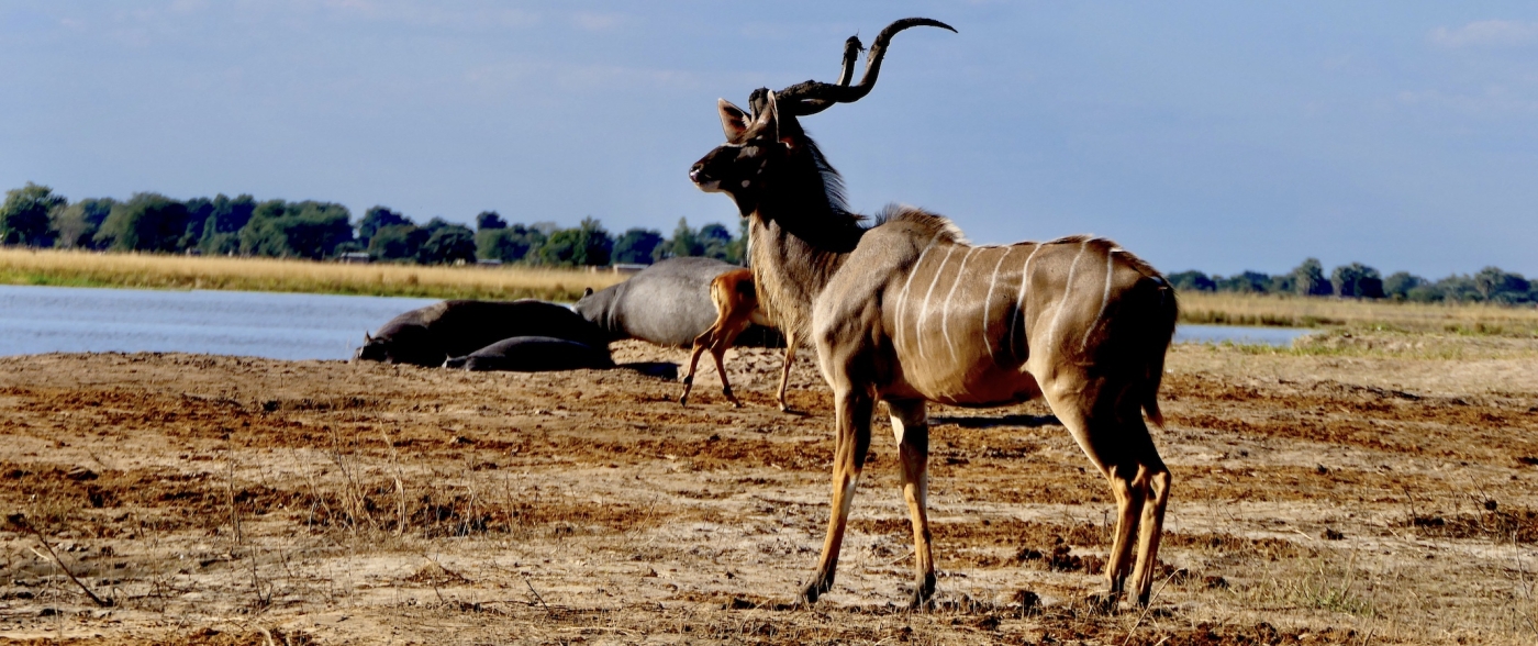 Wildlife abundance