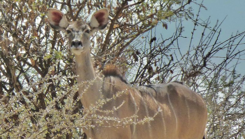 Okahandja / Von Bach Dam