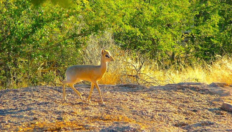 Okahandja / Von Bach Dam