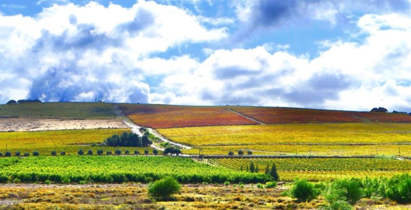 Winelands