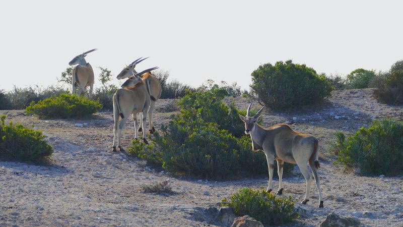 Swartland