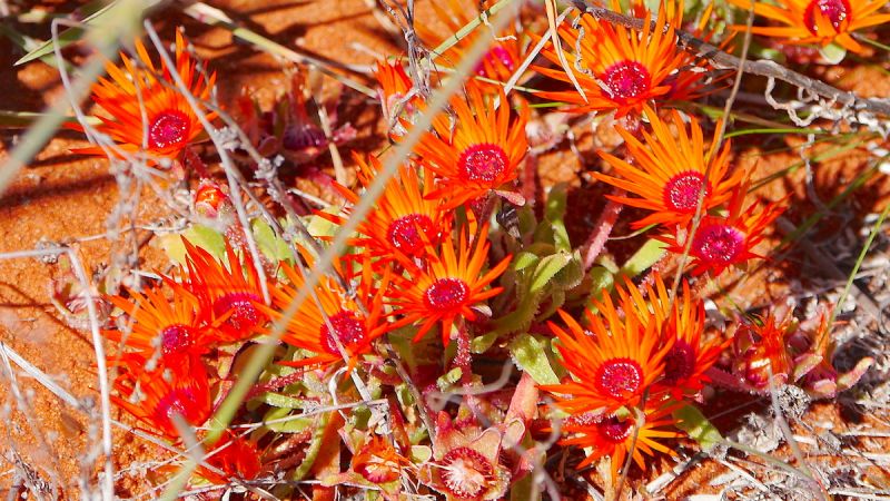 Namaqualand