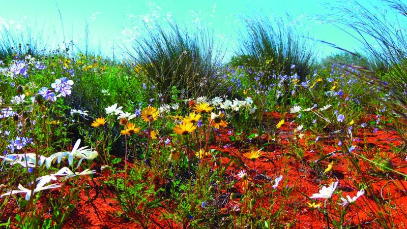 Namaqualand