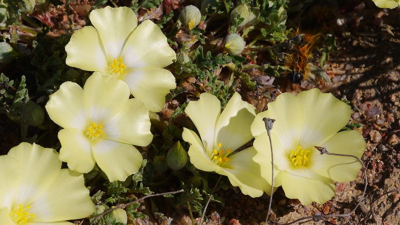 Namaqualand