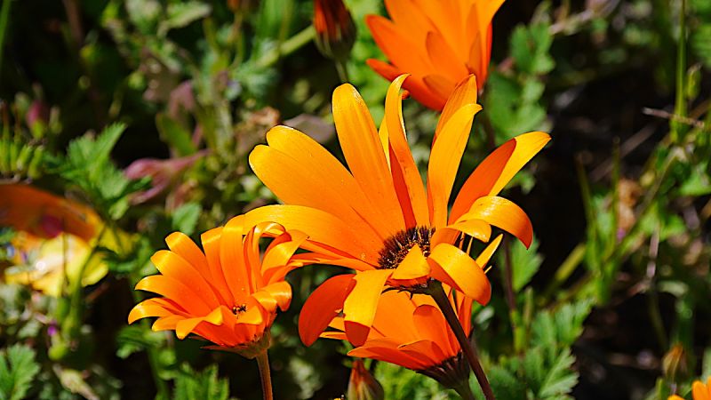 Namaqualand