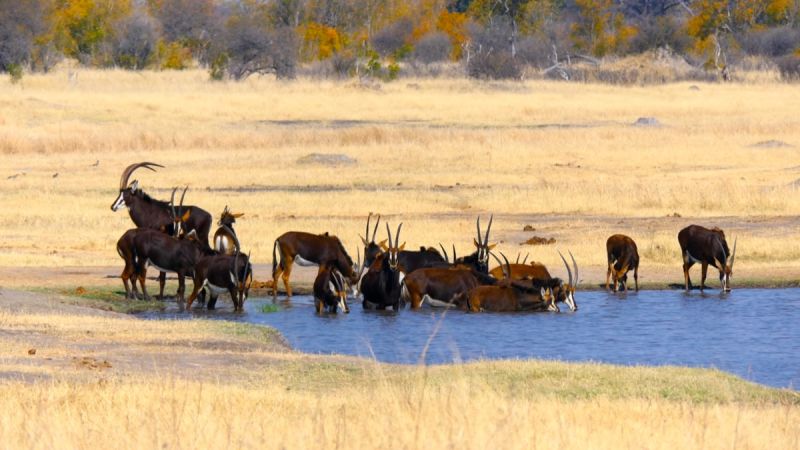 Hwange National Park