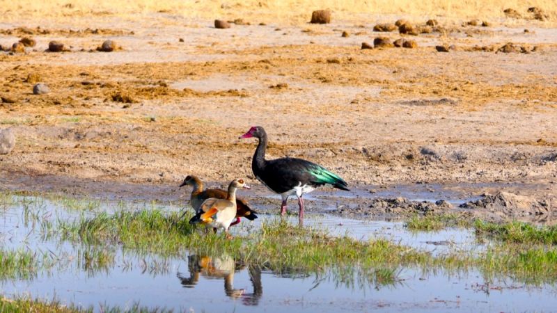 Hwange National Park