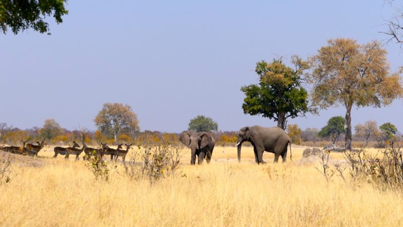 Hwange National Park