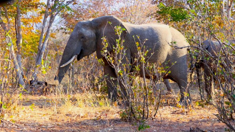 Zambezi National Park