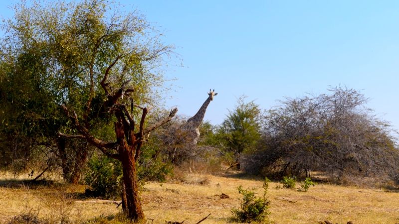 Zambezi National Park