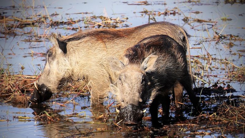 Zambezi National Park