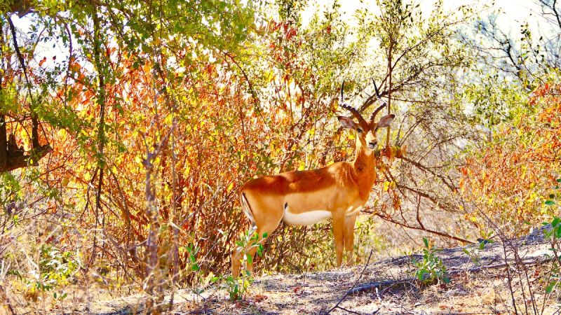 Zambezi National Park