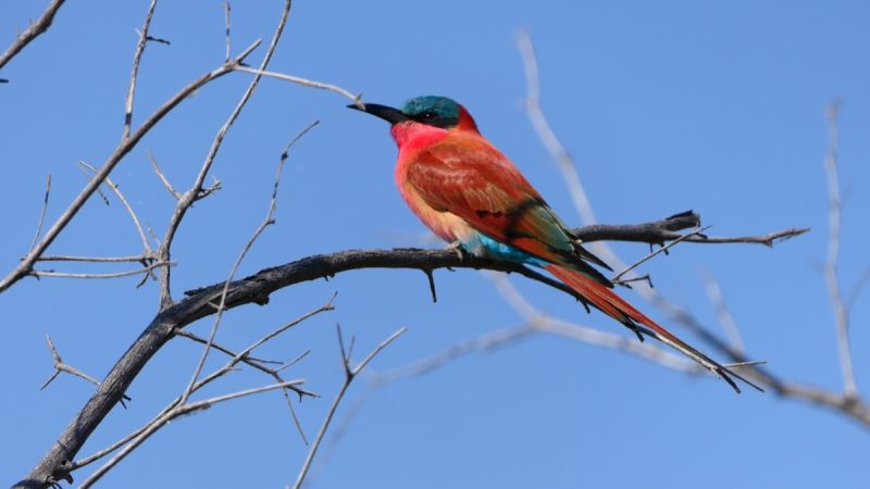 Botswana Panhandle