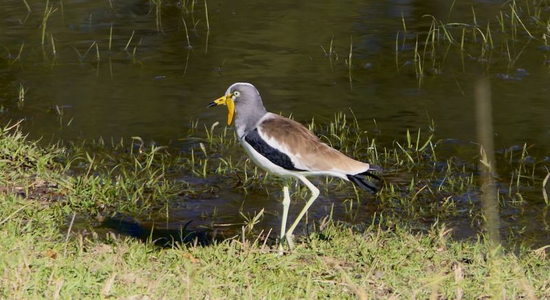 Western Zambia