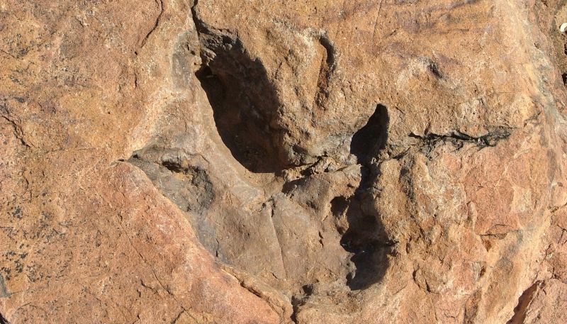 Dinosaur Footprints