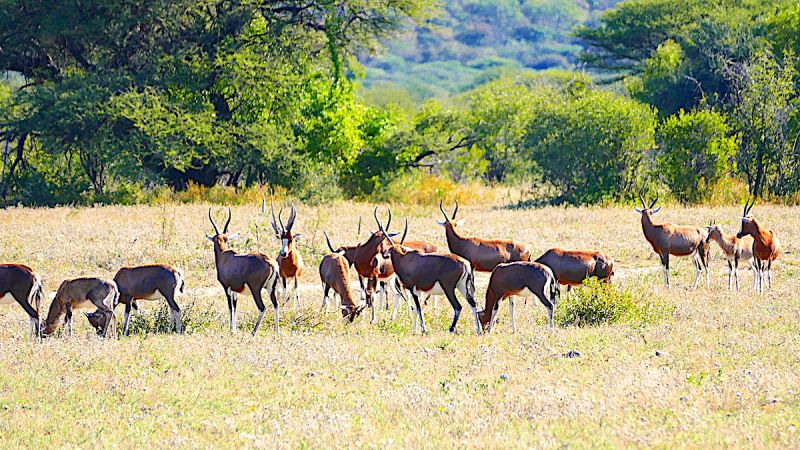 Otavi Mountains