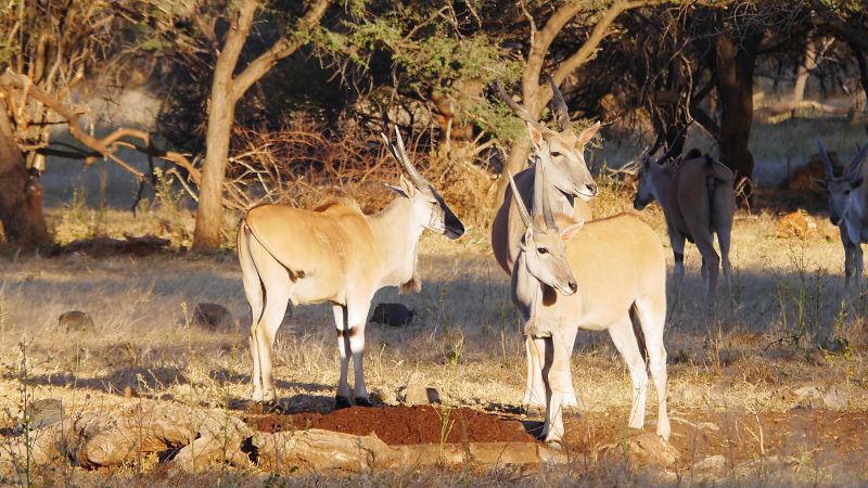 Otavi Mountains