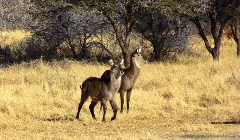 Otavi Mountains