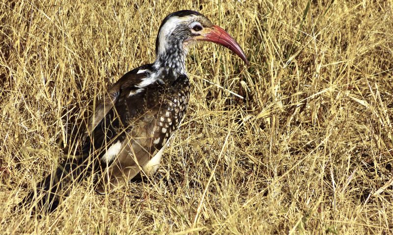 Otavi Mountains