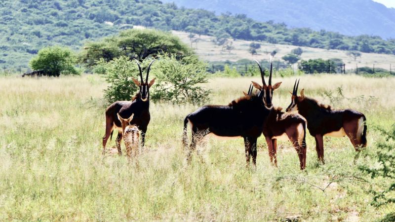 Otavi Mountains