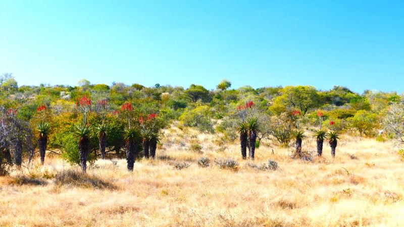 Grootfontein