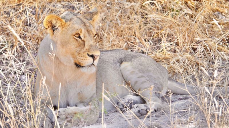 Etosha East and Tsumeb