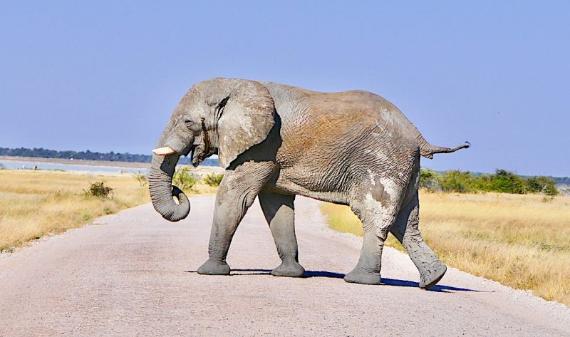 Etosha East and Tsumeb