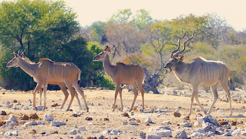 Etosha East and Tsumeb