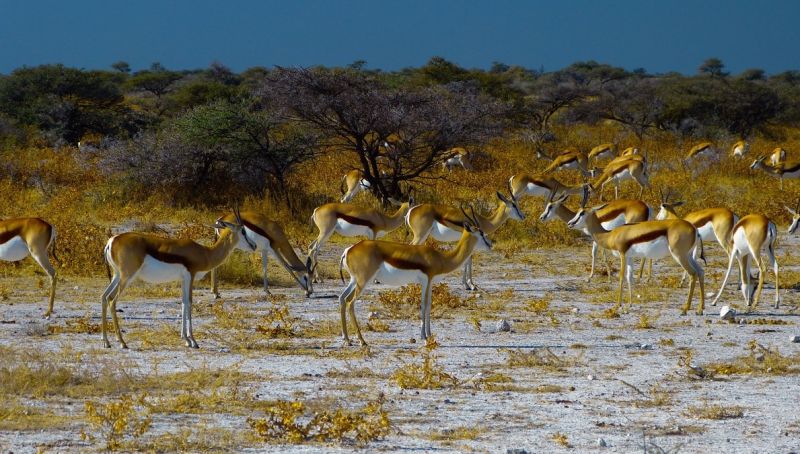 Etosha East and Tsumeb