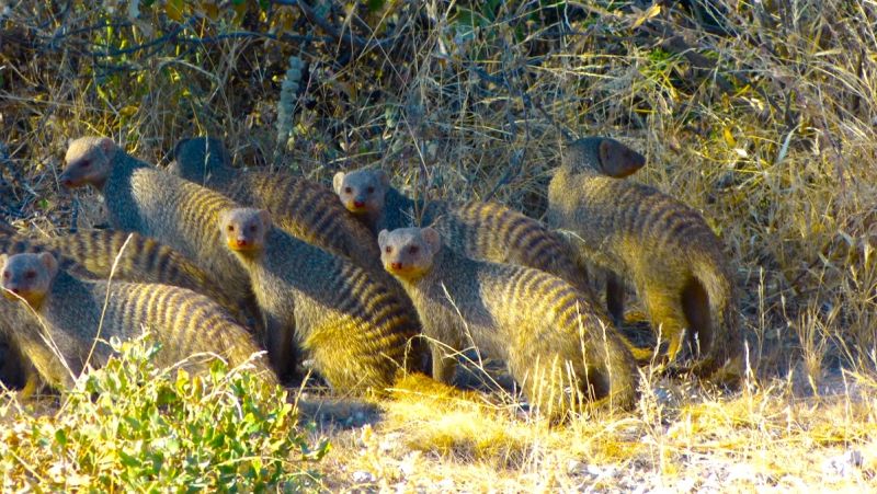 Etosha East and Tsumeb