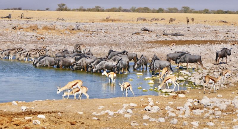 Etosha