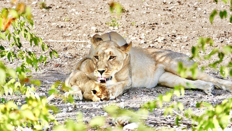 Etosha