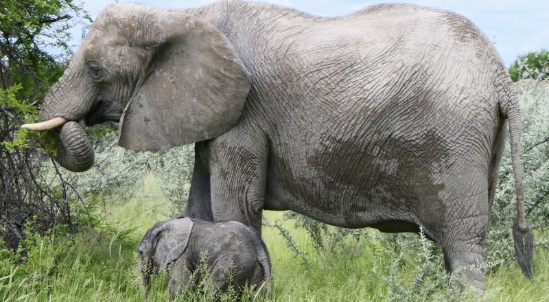 Etosha