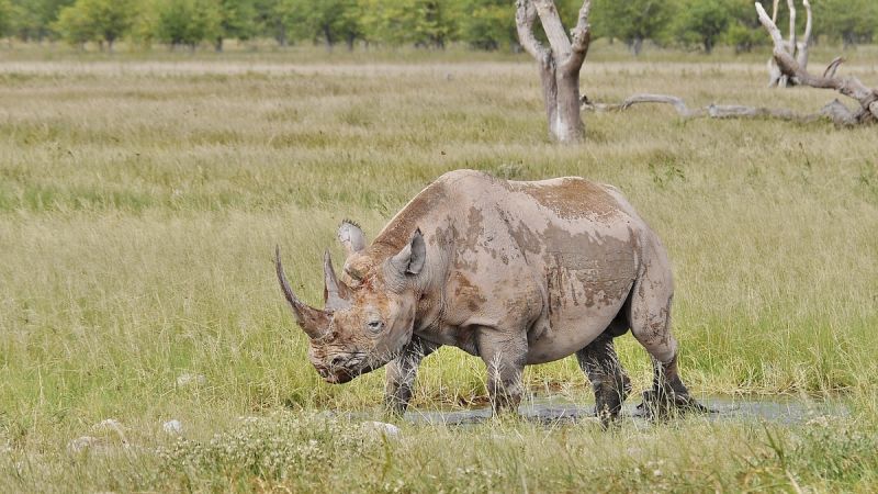 Etosha