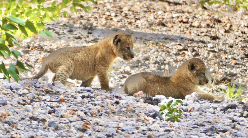 Etosha