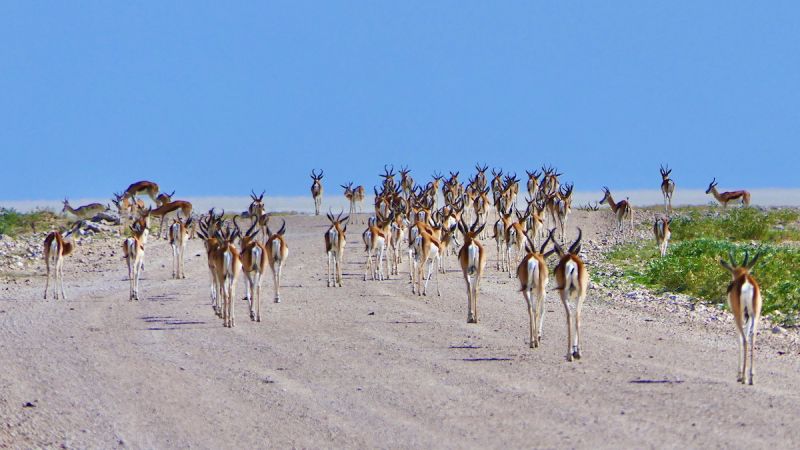Etosha