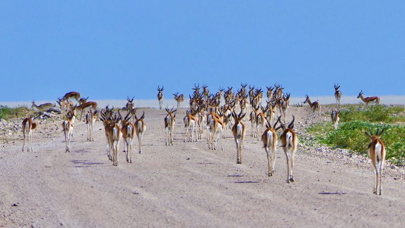 Etosha